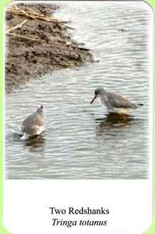 redshanks