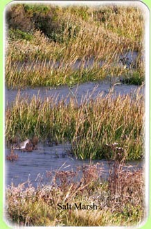 saltmarsh