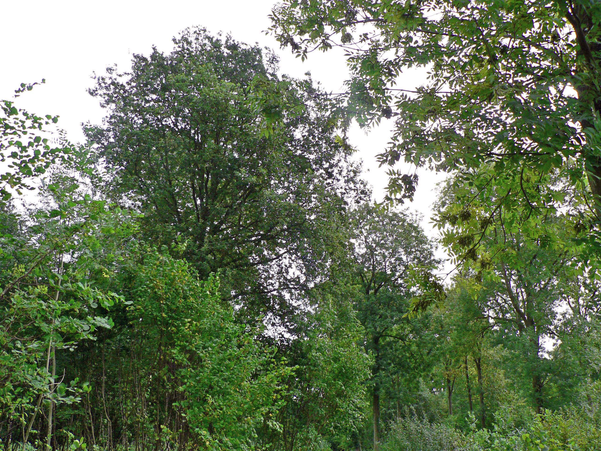 select left of pic for previous, right for next, top for index