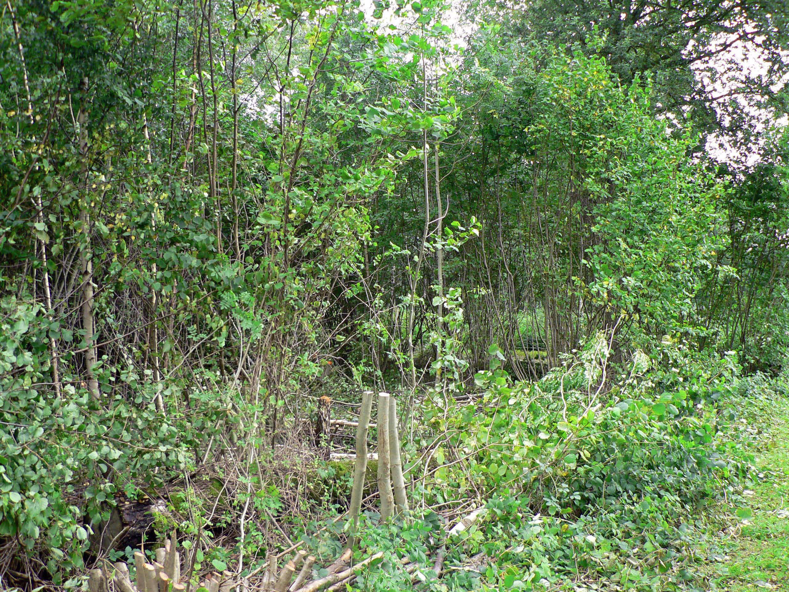 select left of pic for previous, right for next, top for index