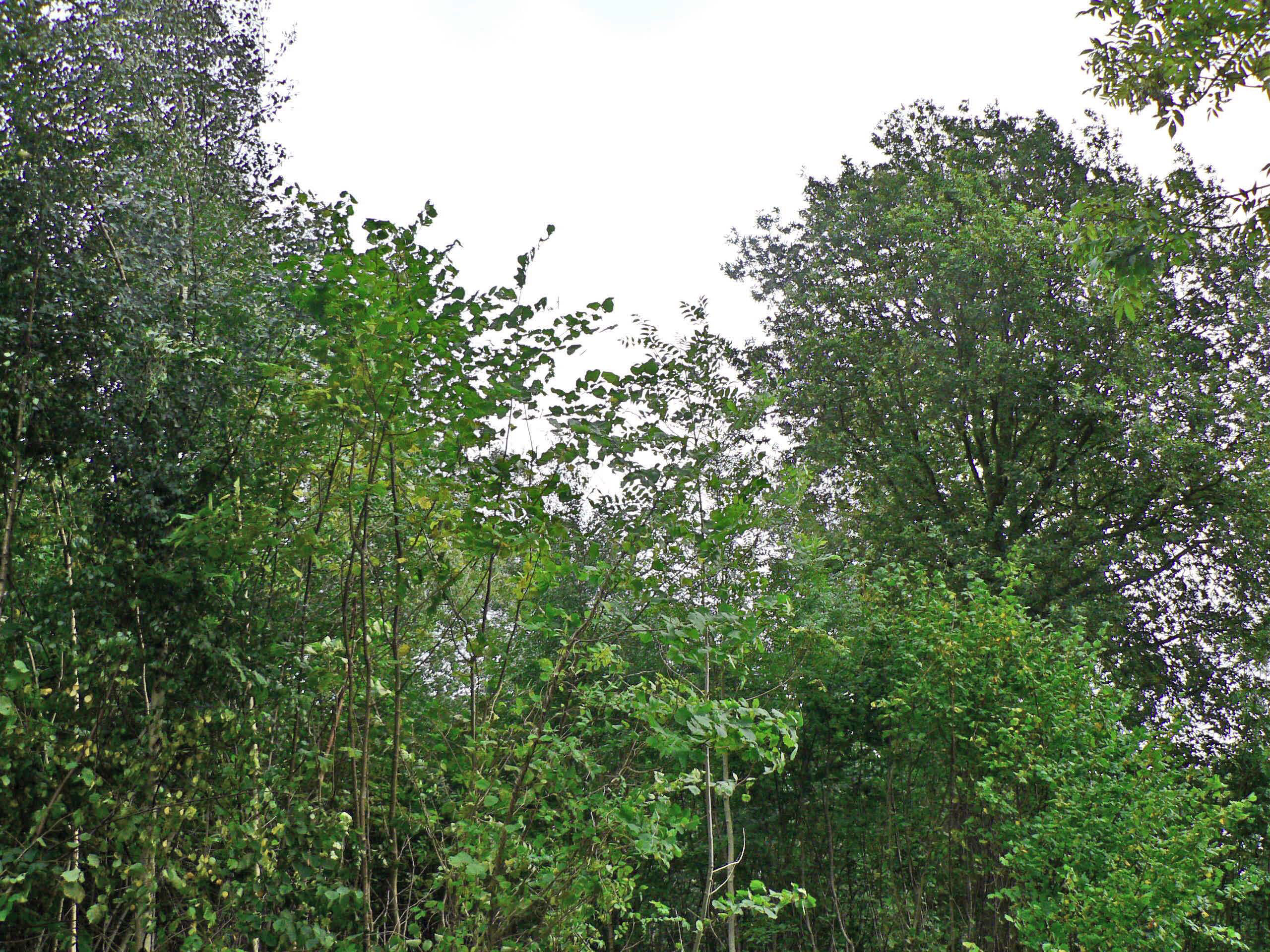 select left of pic for previous, right for next, top for index