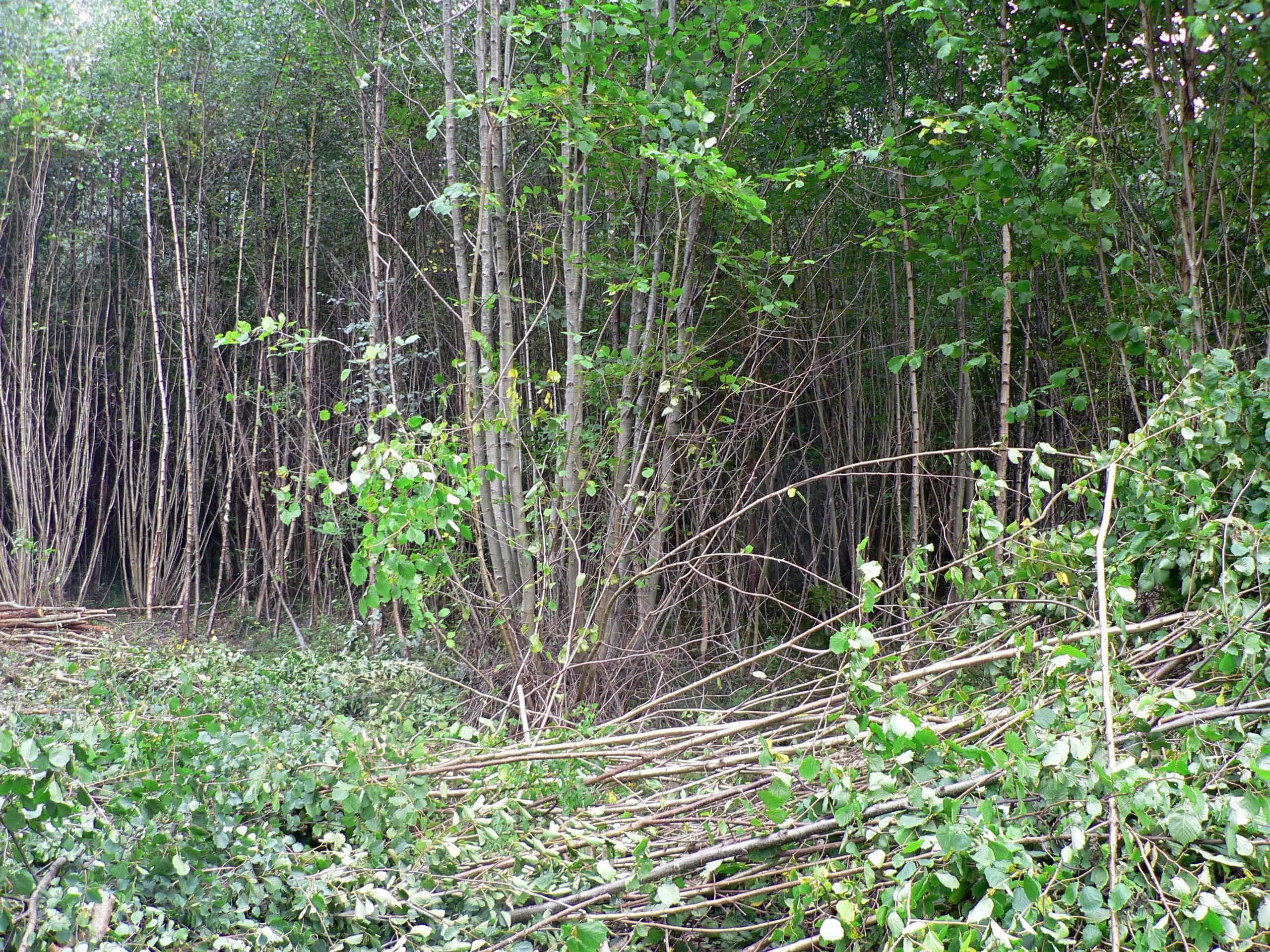 select left of pic for previous, right for next, top for index