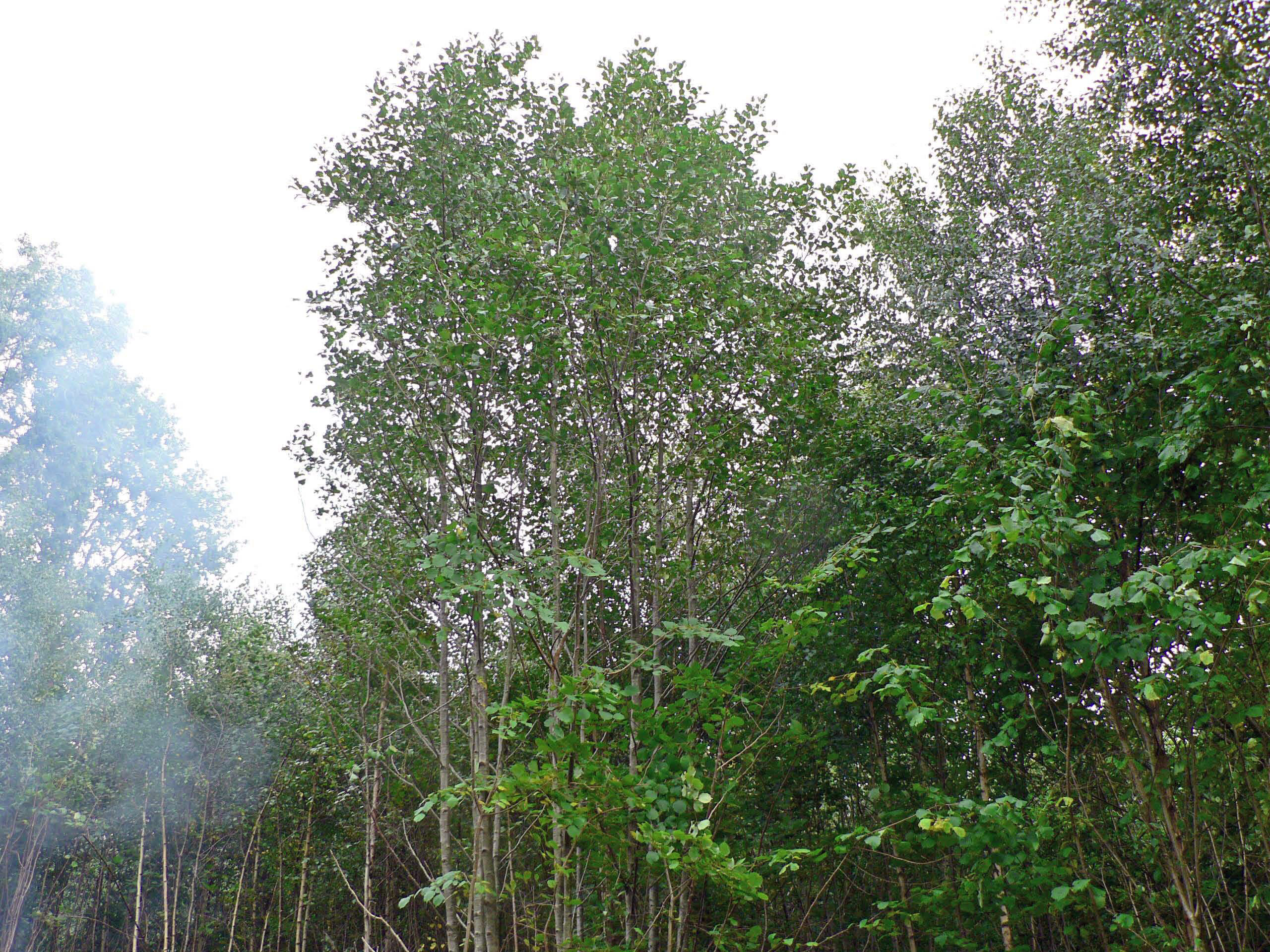 select left of pic for previous, right for next, top for index