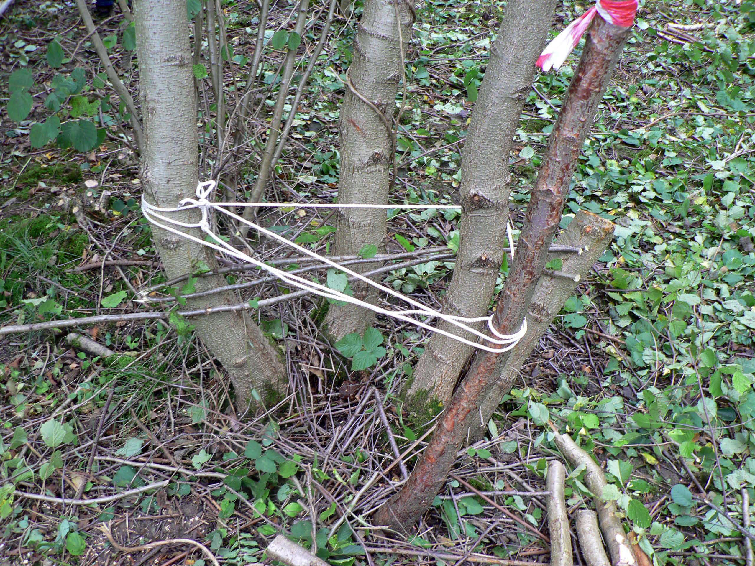 select left of pic for previous, right for next, top for index