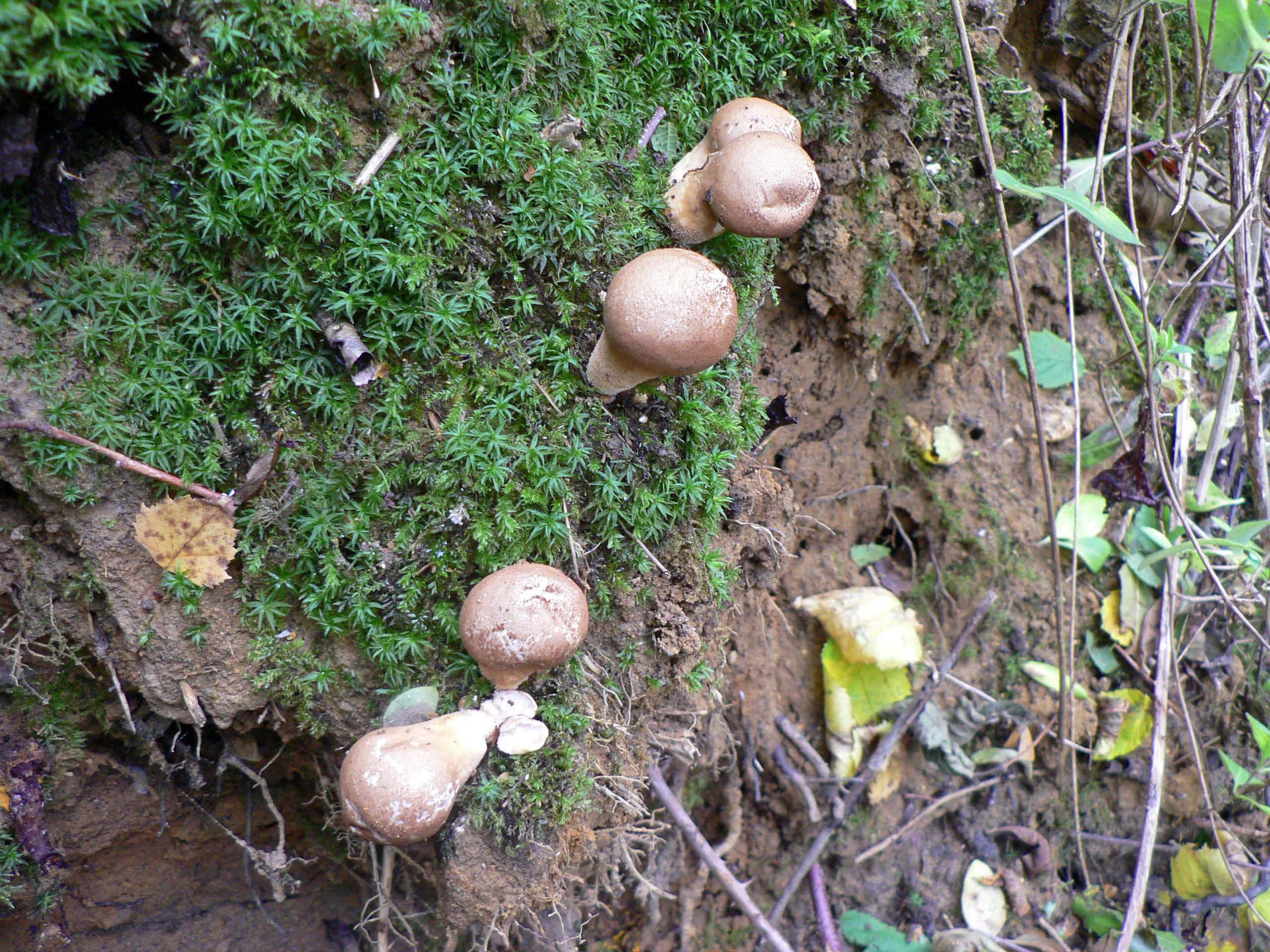 select left of pic for previous, right for next, top for index