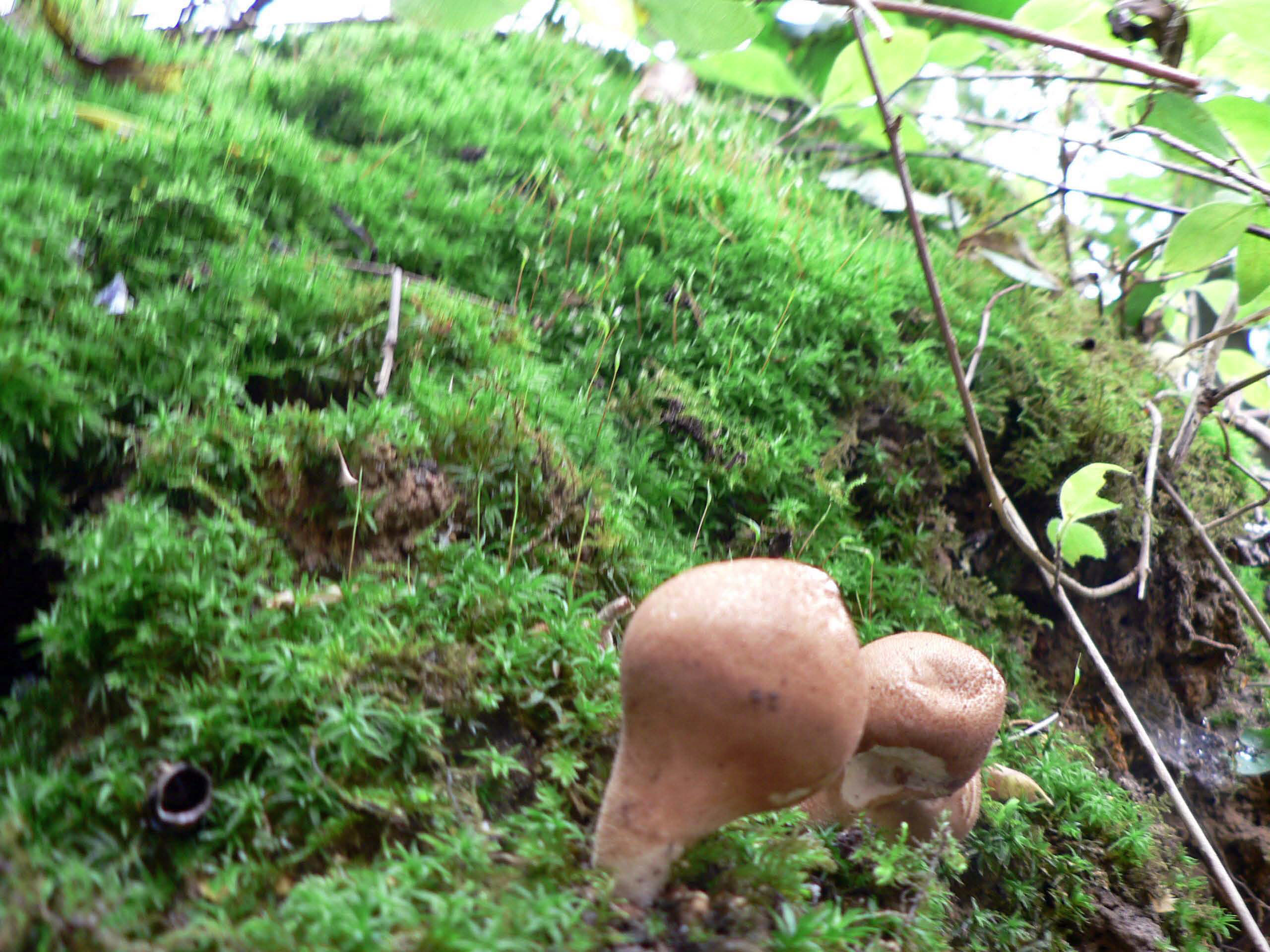 select left of pic for previous, right for next, top for index