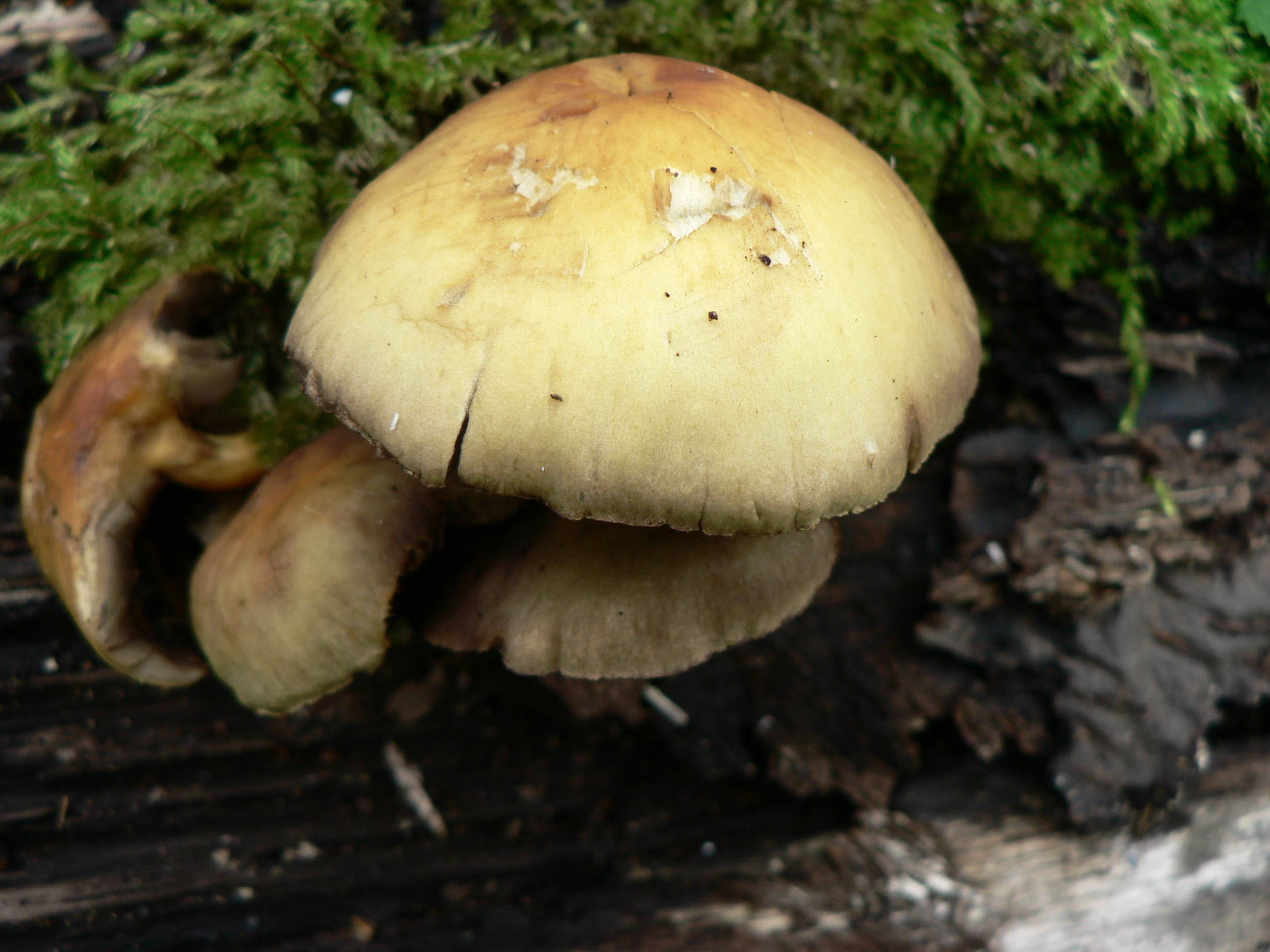 select left of pic for previous, right for next, top for index