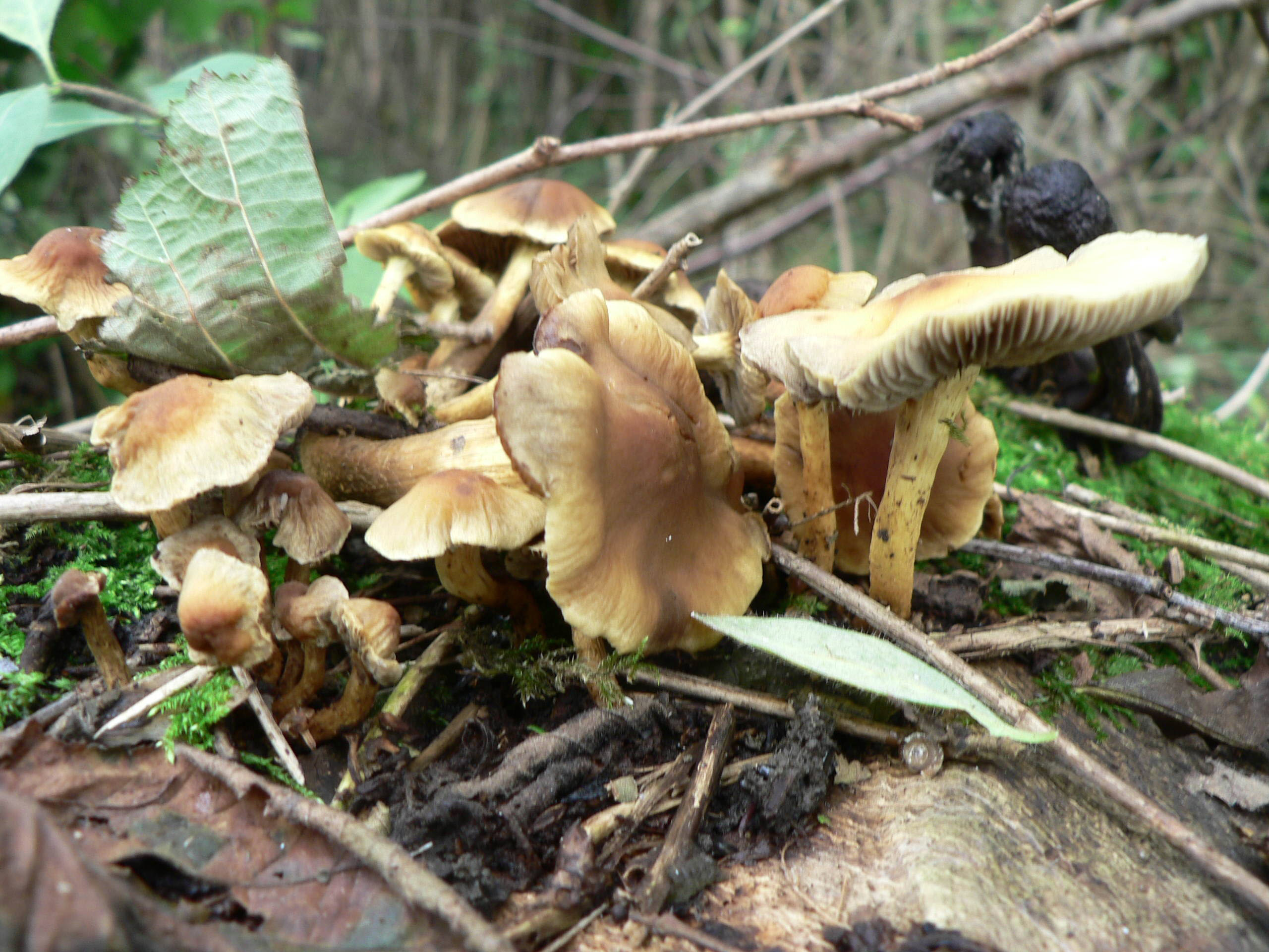 select left of pic for previous, right for next, top for index