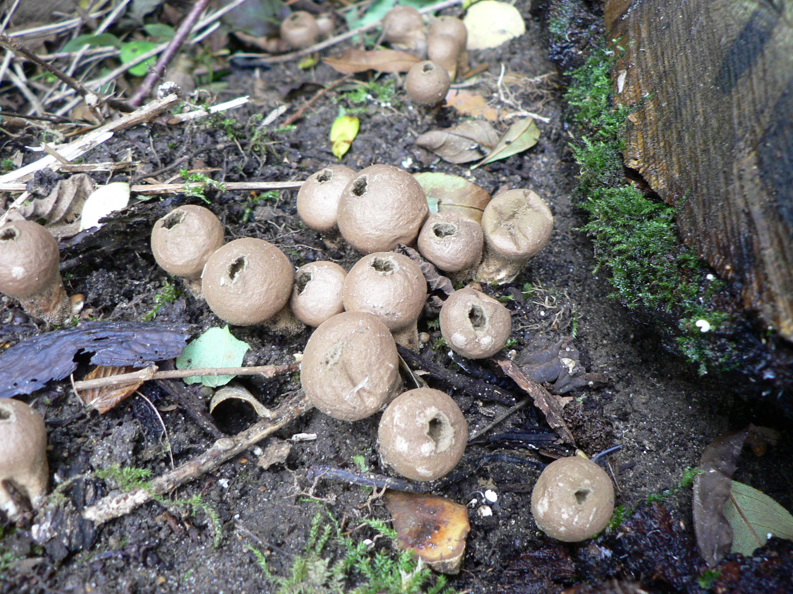 select left of pic for previous, right for next, top for index