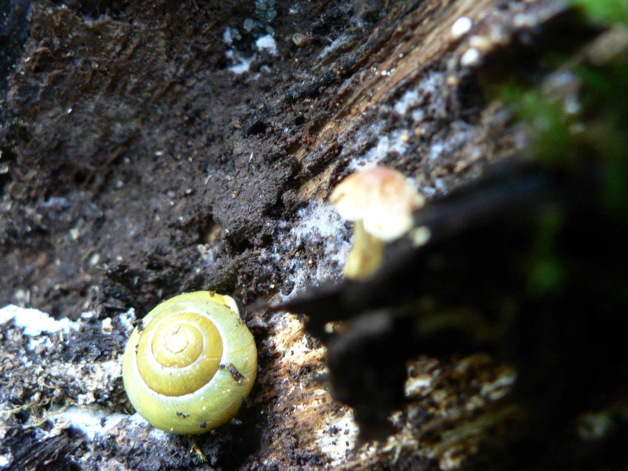 select left of pic for previous, right for next, top for index