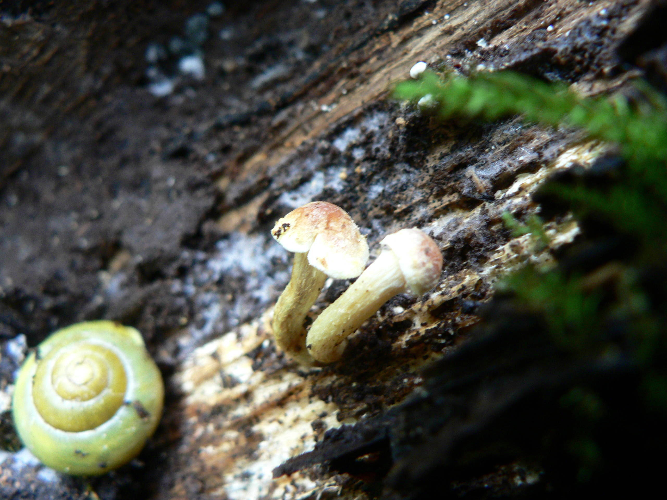 select left of pic for previous, right for next, top for index