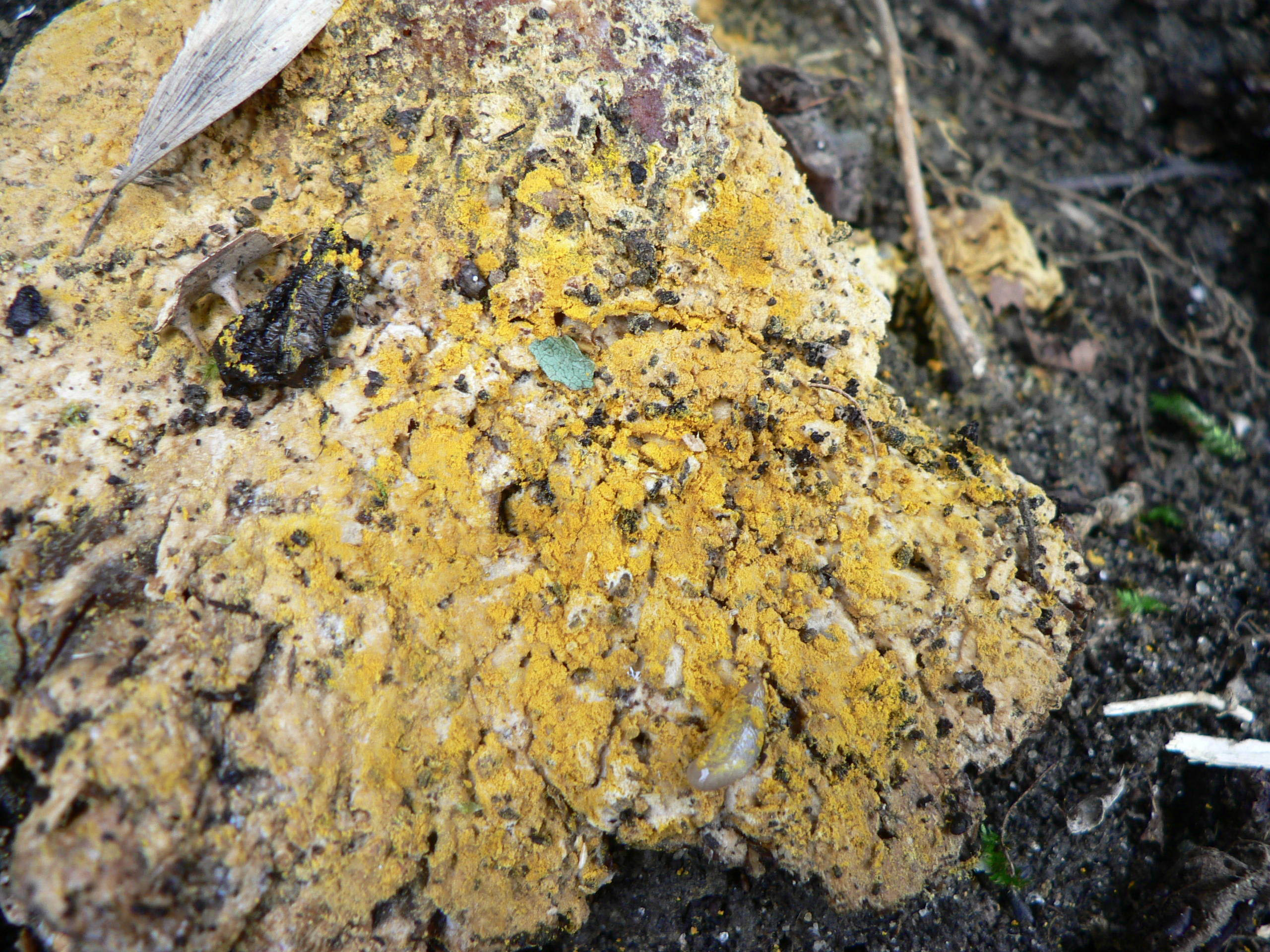 select left of pic for previous, right for next, top for index