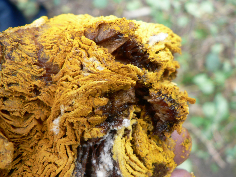 select left of pic for previous, right for next, top for index