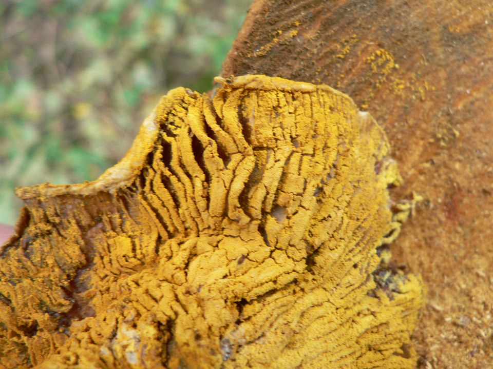 select left of pic for previous, right for next, top for index