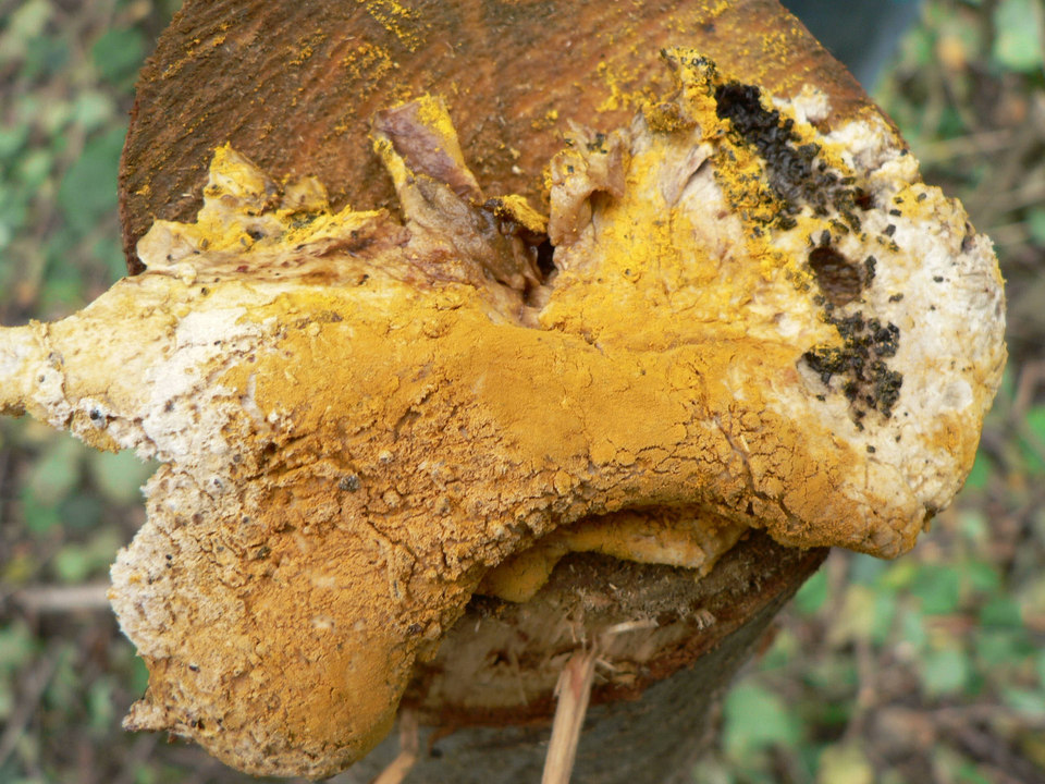 select left of pic for previous, right for next, top for index