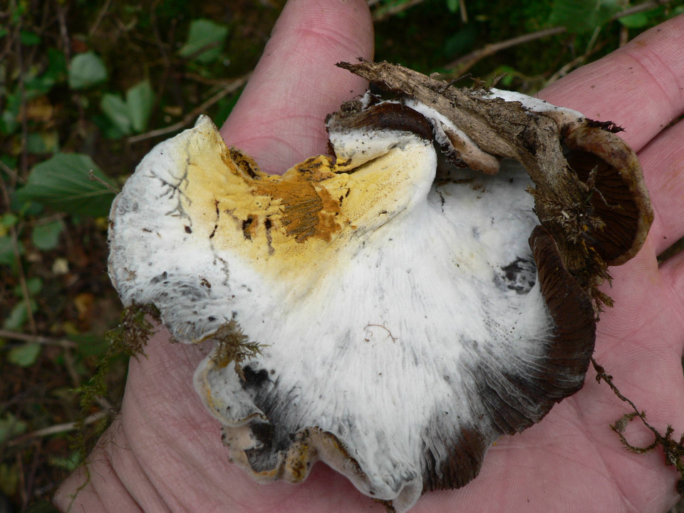 select left of pic for previous, right for next, top for index