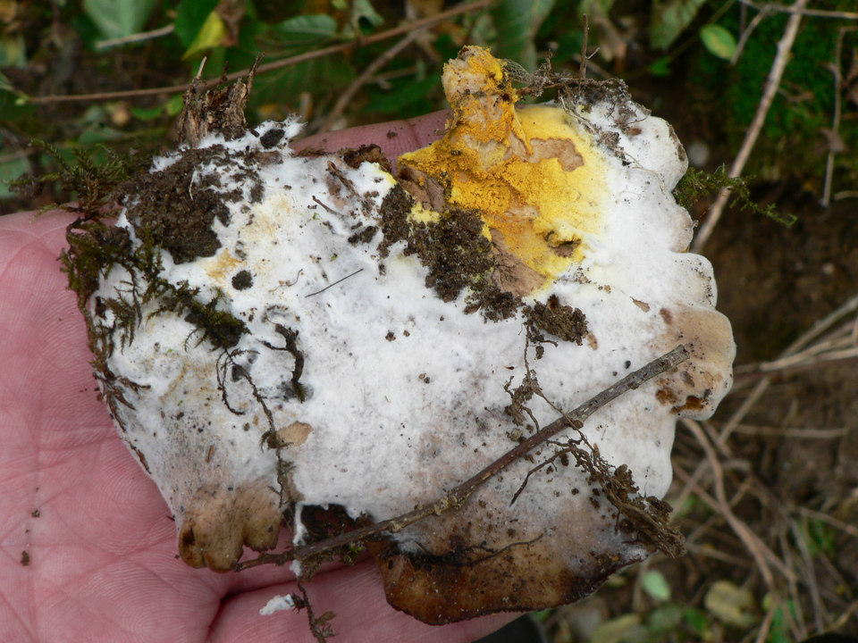 select left of pic for previous, right for next, top for index