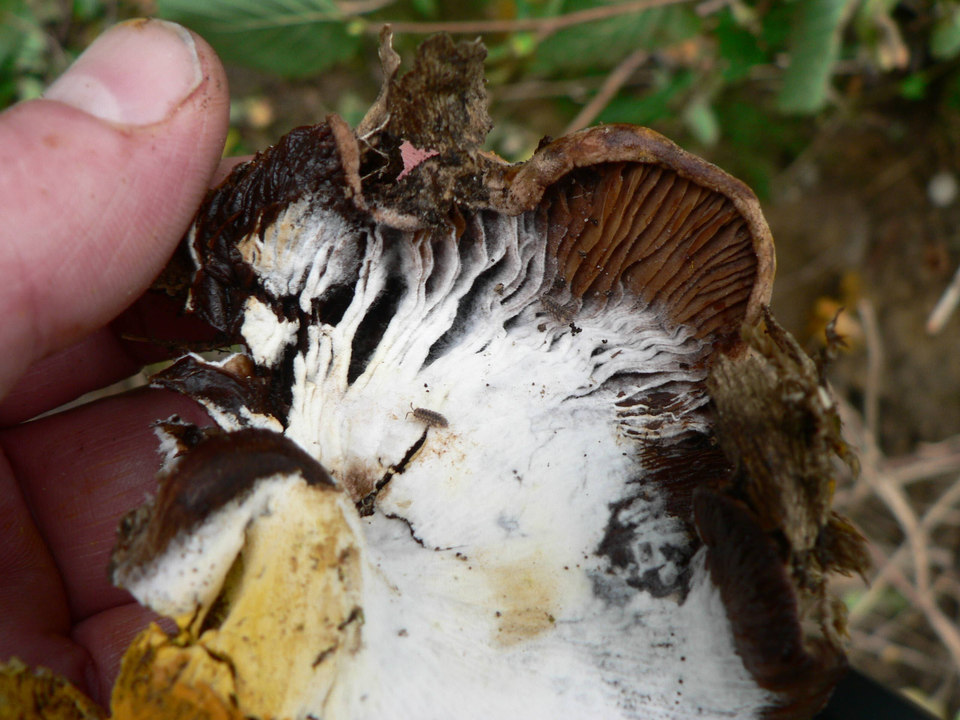 select left of pic for previous, right for next, top for index