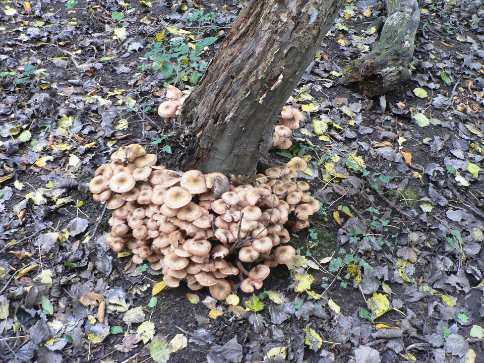 select left of pic for previous, right for next, top for index