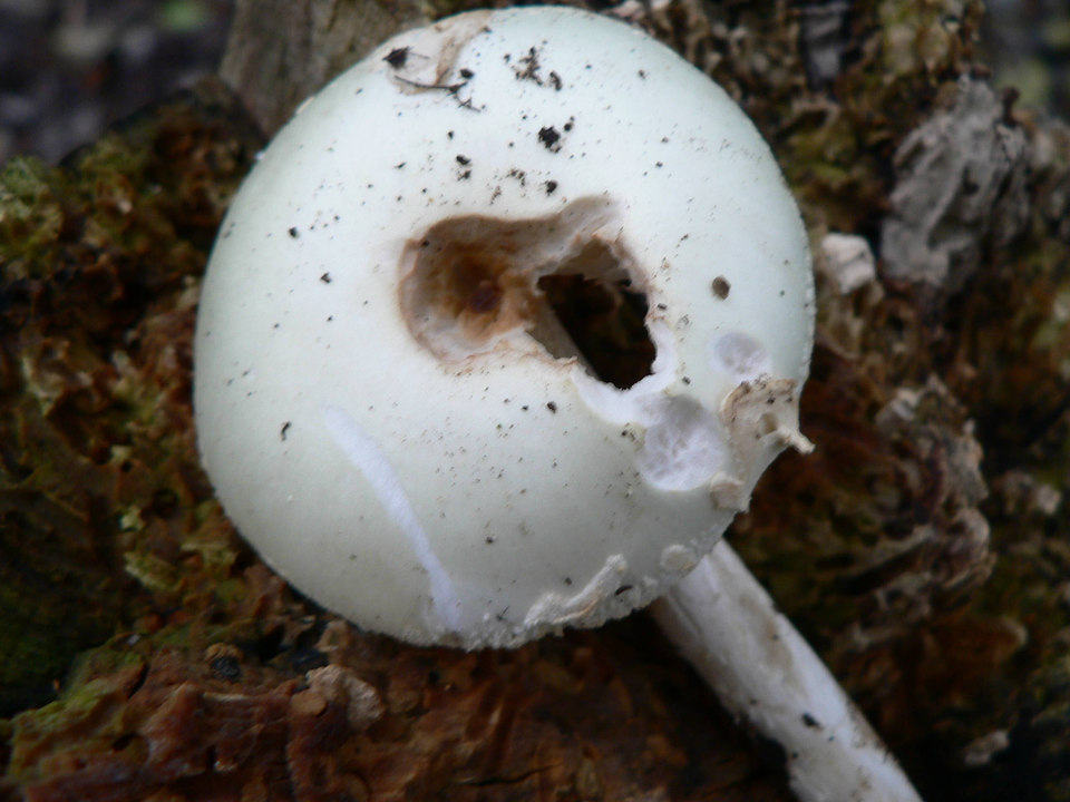 select left of pic for previous, right for next, top for index