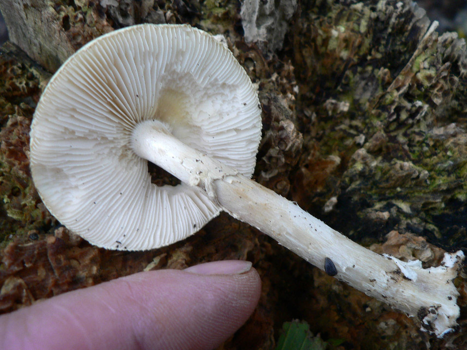 select left of pic for previous, right for next, top for index