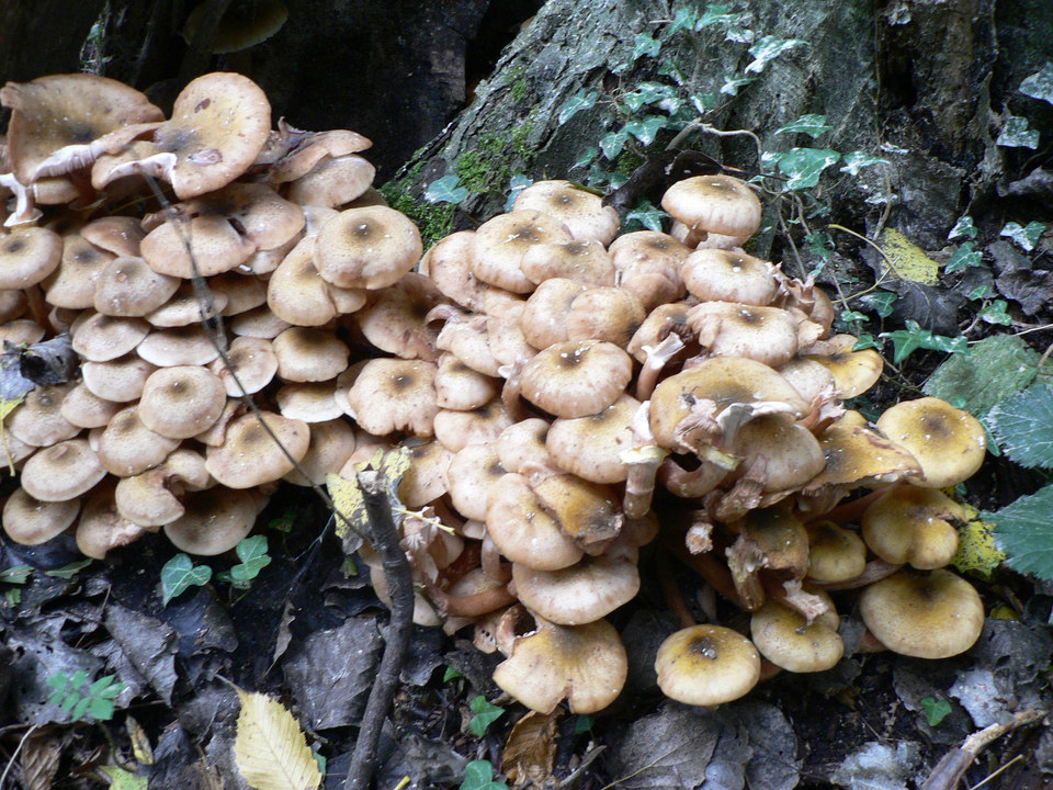 select left of pic for previous, right for next, top for index