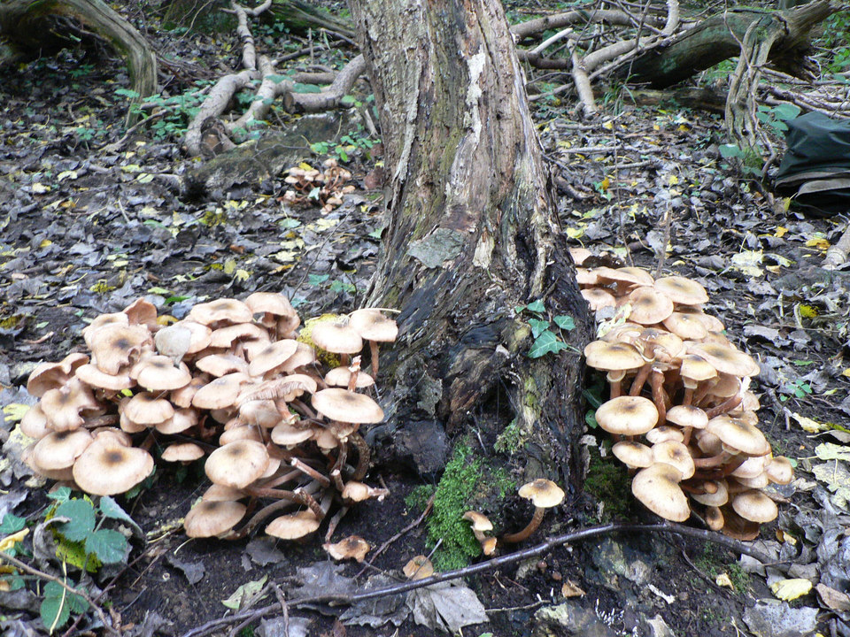 select left of pic for previous, right for next, top for index