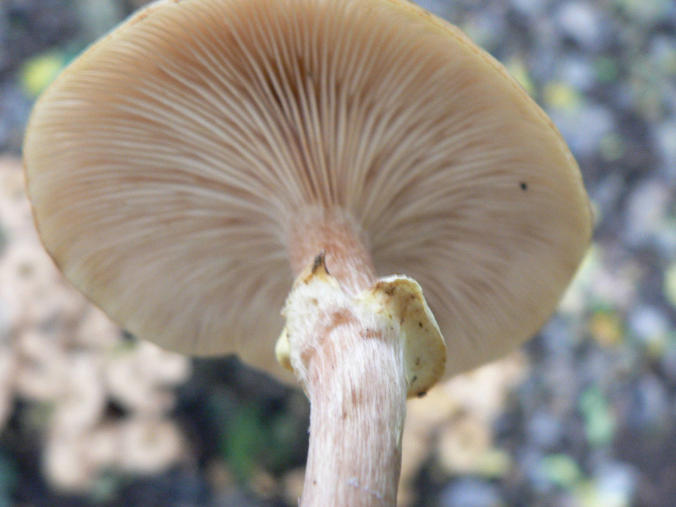 select left of pic for previous, right for next, top for index