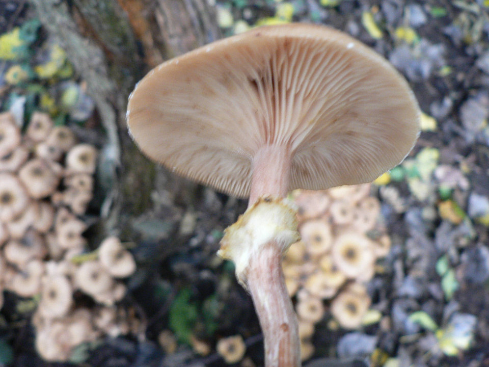 select left of pic for previous, right for next, top for index