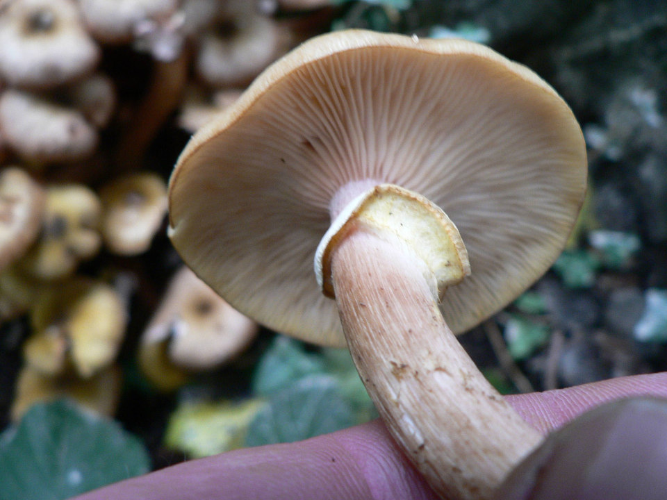 select left of pic for previous, right for next, top for index