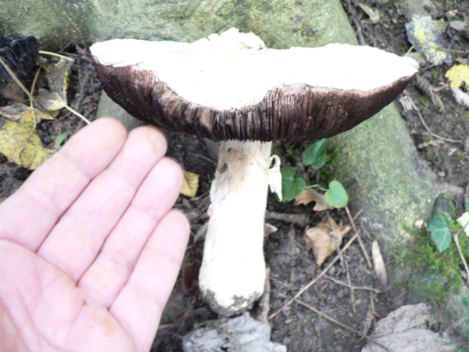 select left of pic for previous, right for next, top for index