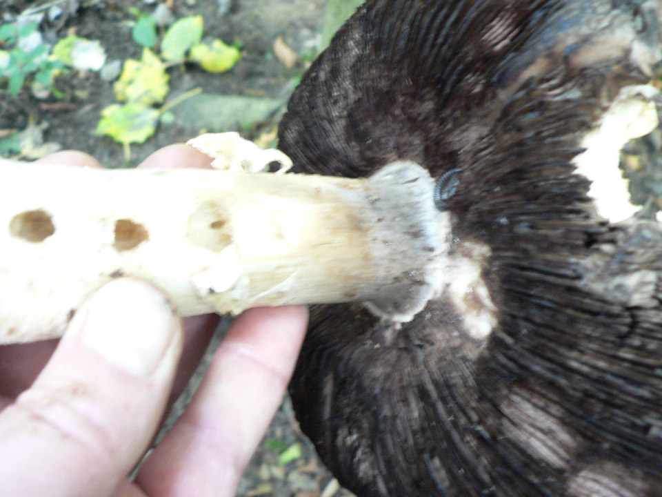 select left of pic for previous, right for next, top for index