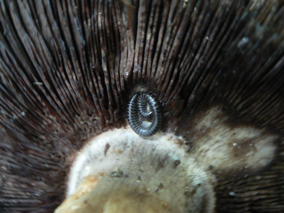 select left of pic for previous, right for next, top for index