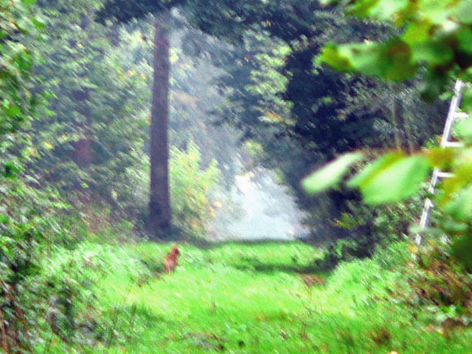 select left of pic for previous, right for next, top for index