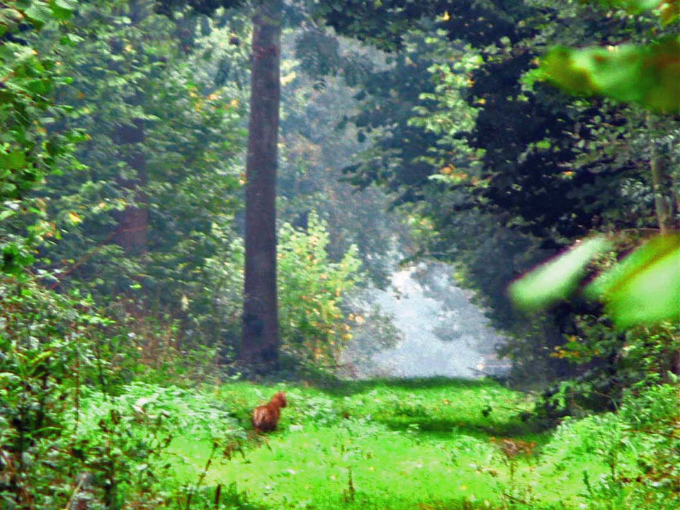 select left of pic for previous, right for next, top for index