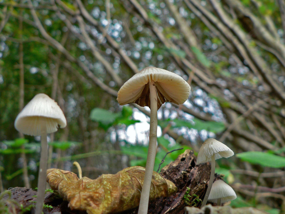 select left of pic for previous, right for next, top for index