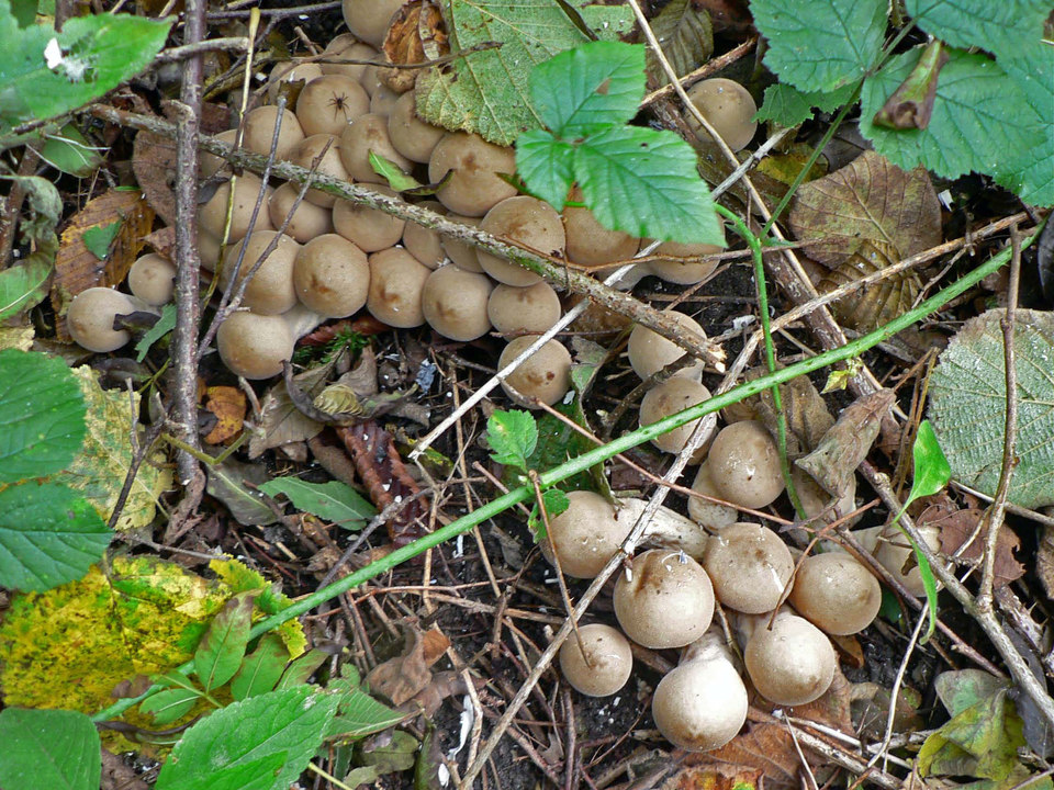 select left of pic for previous, right for next, top for index