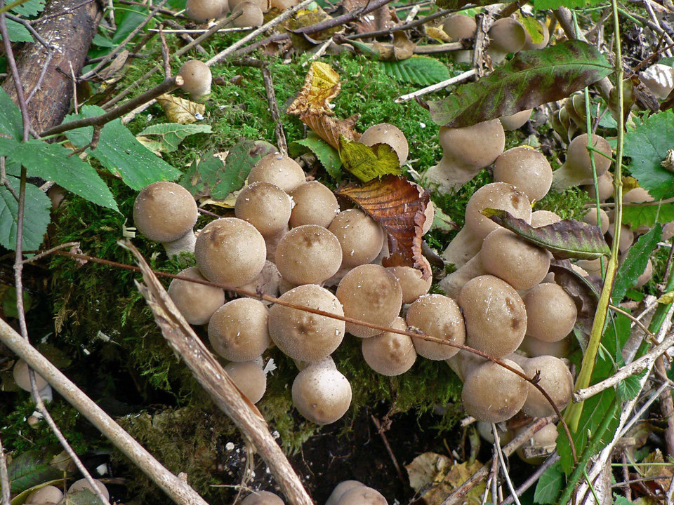 select left of pic for previous, right for next, top for index