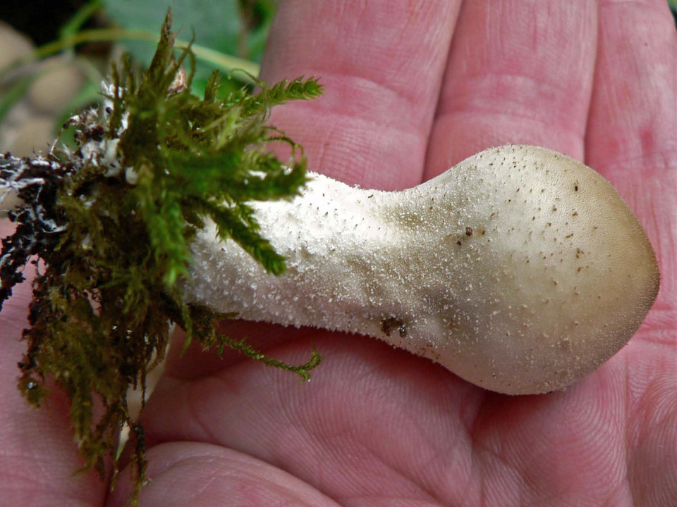 select left of pic for previous, right for next, top for index