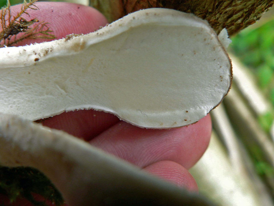 select left of pic for previous, right for next, top for index