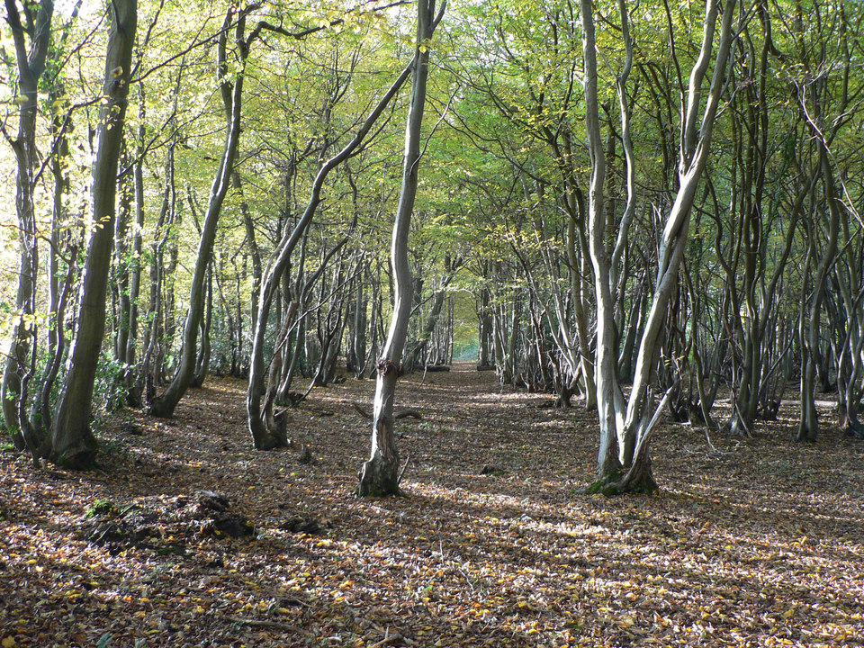 select left of pic for previous, right for next, top for index