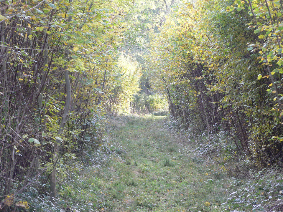 select left of pic for previous, right for next, top for index