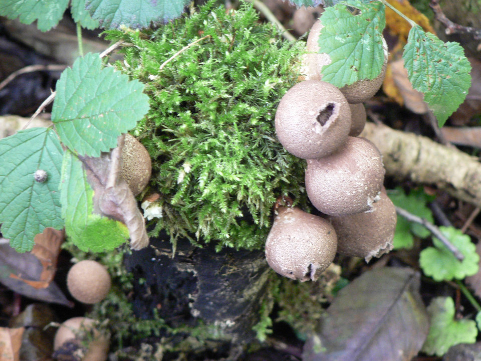 select left of pic for previous, right for next, top for index