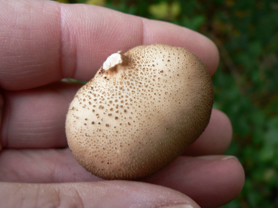 select left of pic for previous, right for next, top for index