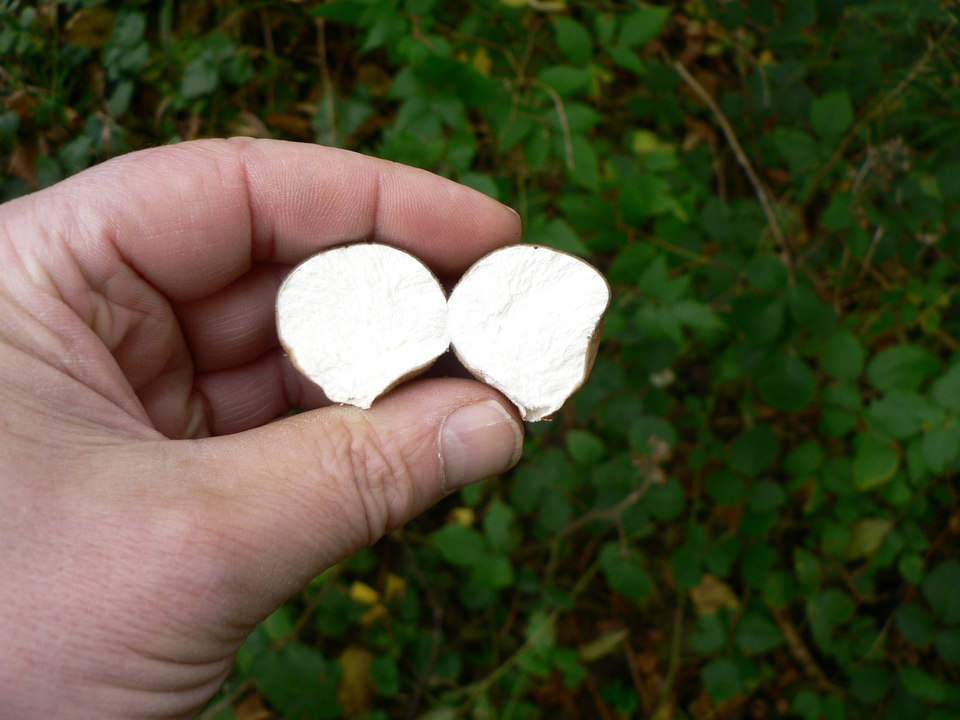 select left of pic for previous, right for next, top for index