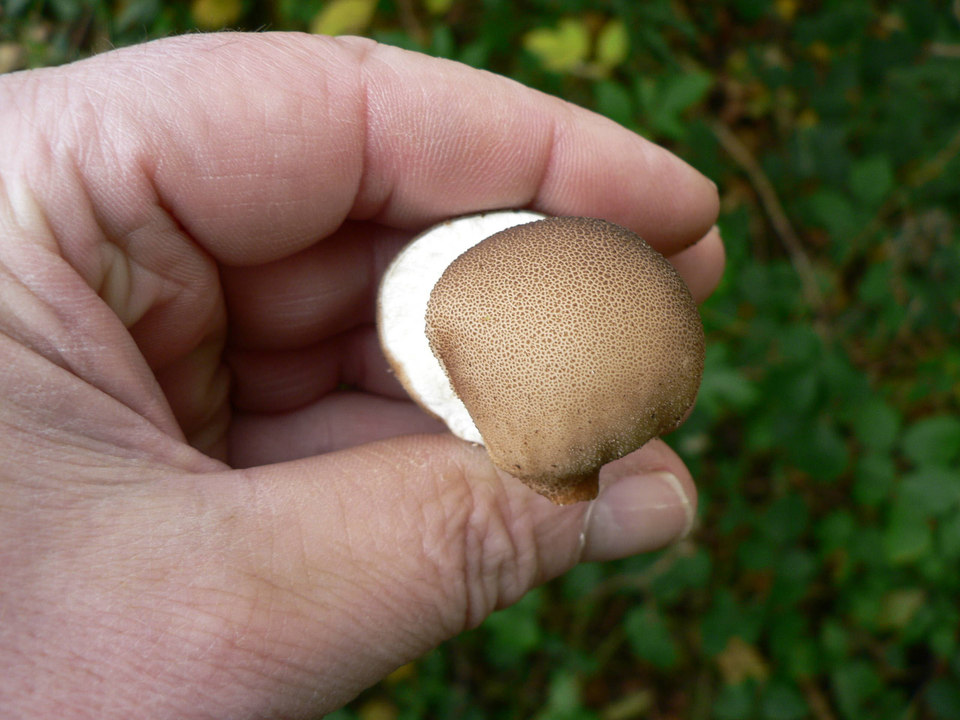 select left of pic for previous, right for next, top for index