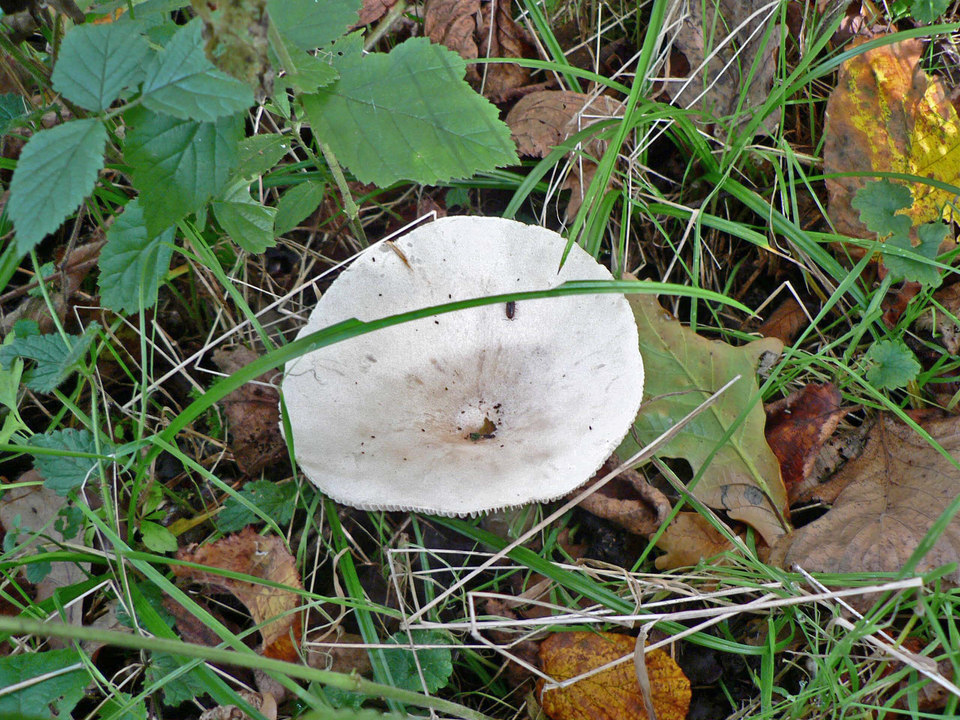 select left of pic for previous, right for next, top for index