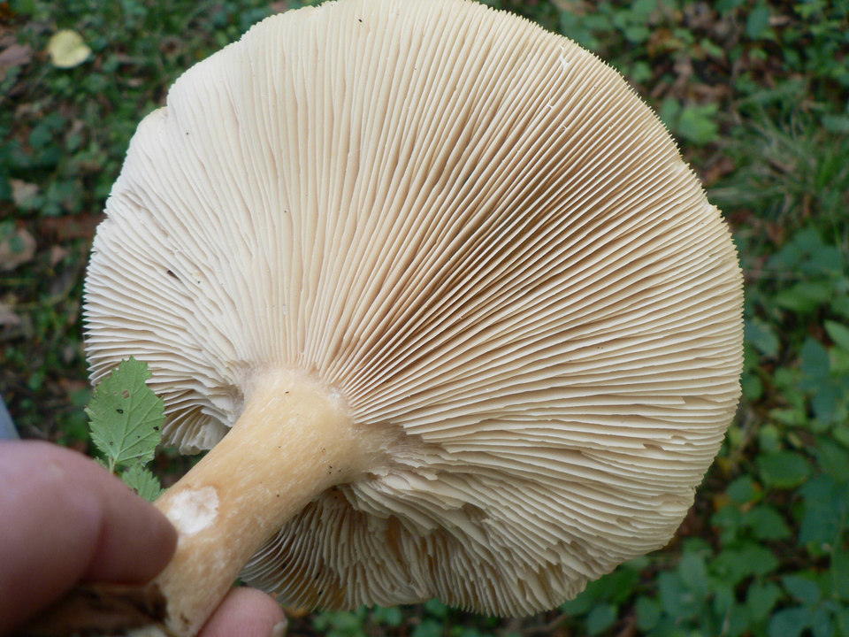 select left of pic for previous, right for next, top for index