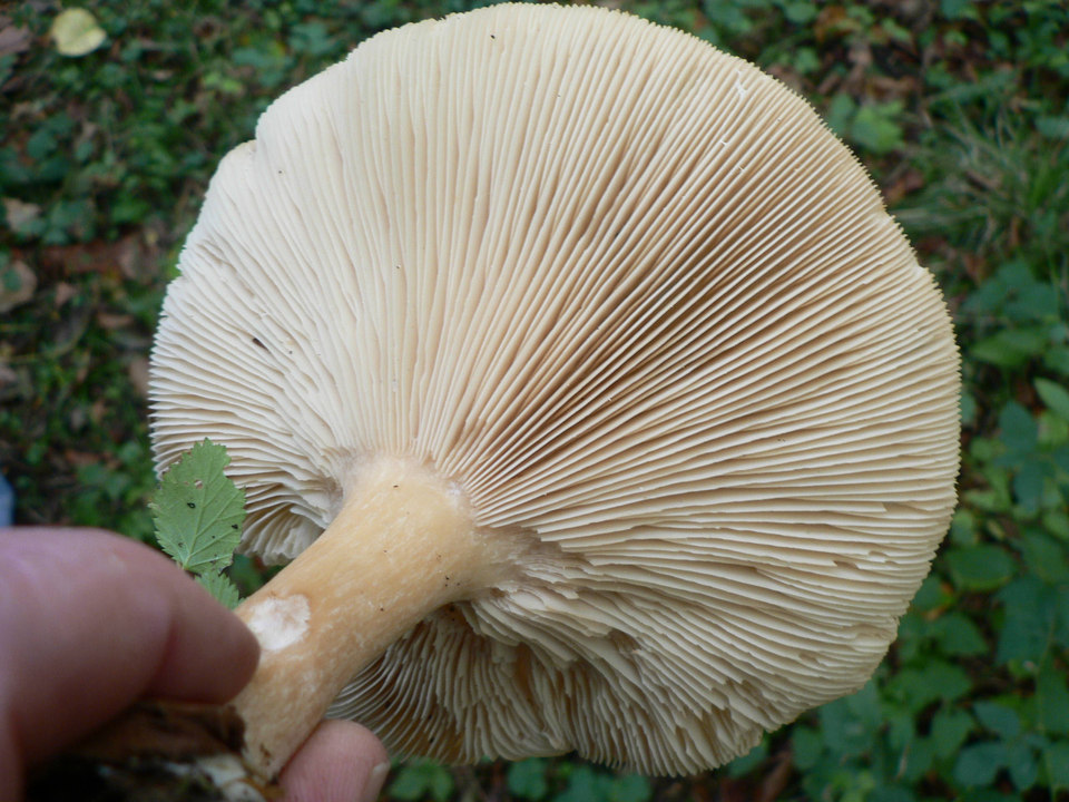 select left of pic for previous, right for next, top for index