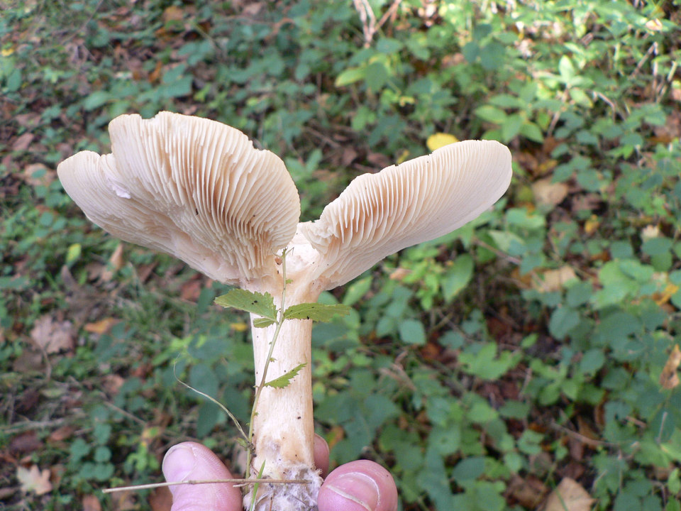 select left of pic for previous, right for next, top for index